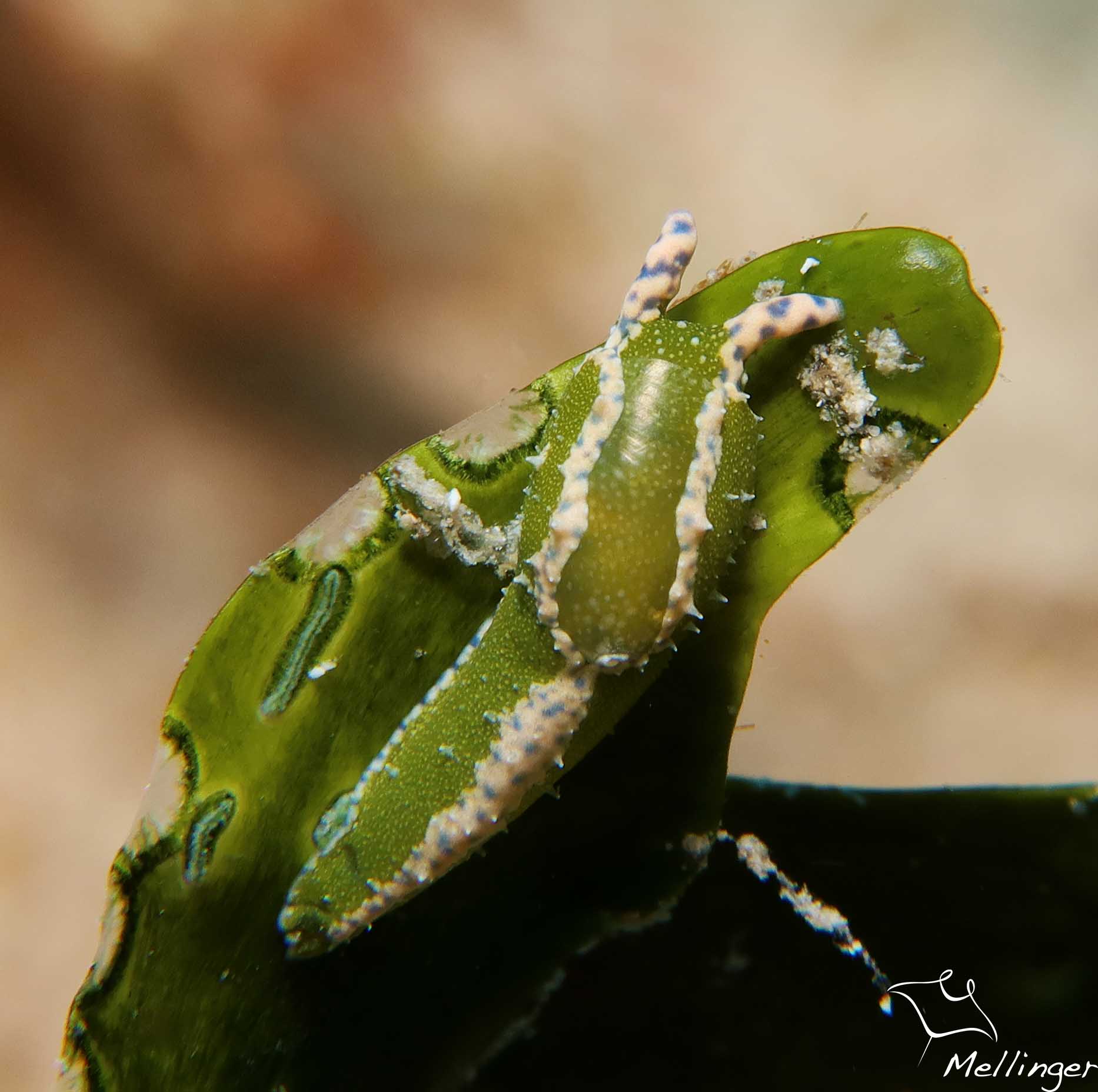Oxynoe antillarum