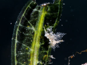 Eubranchus conicla observée en Guadeloupe
