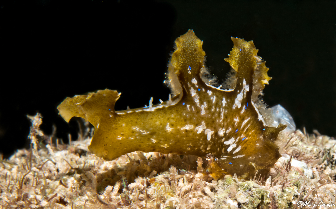 Scyllaea pelagica 