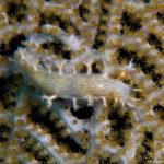Tritonocula hamnerorum