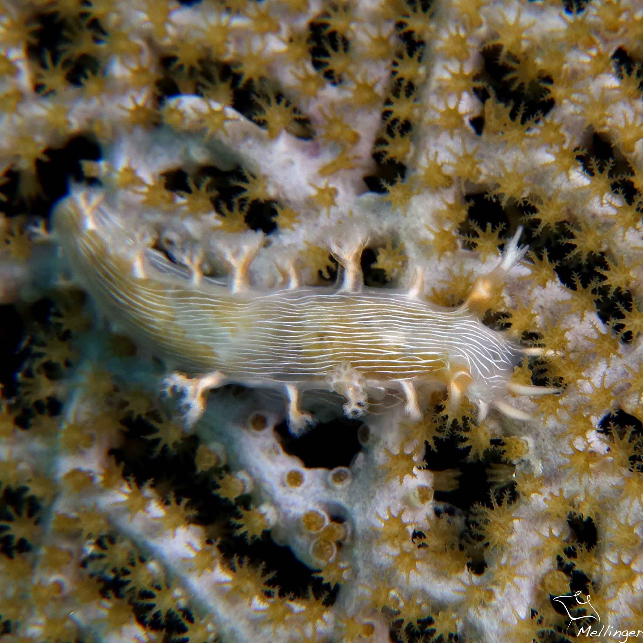 Tritonocula hamnerorum