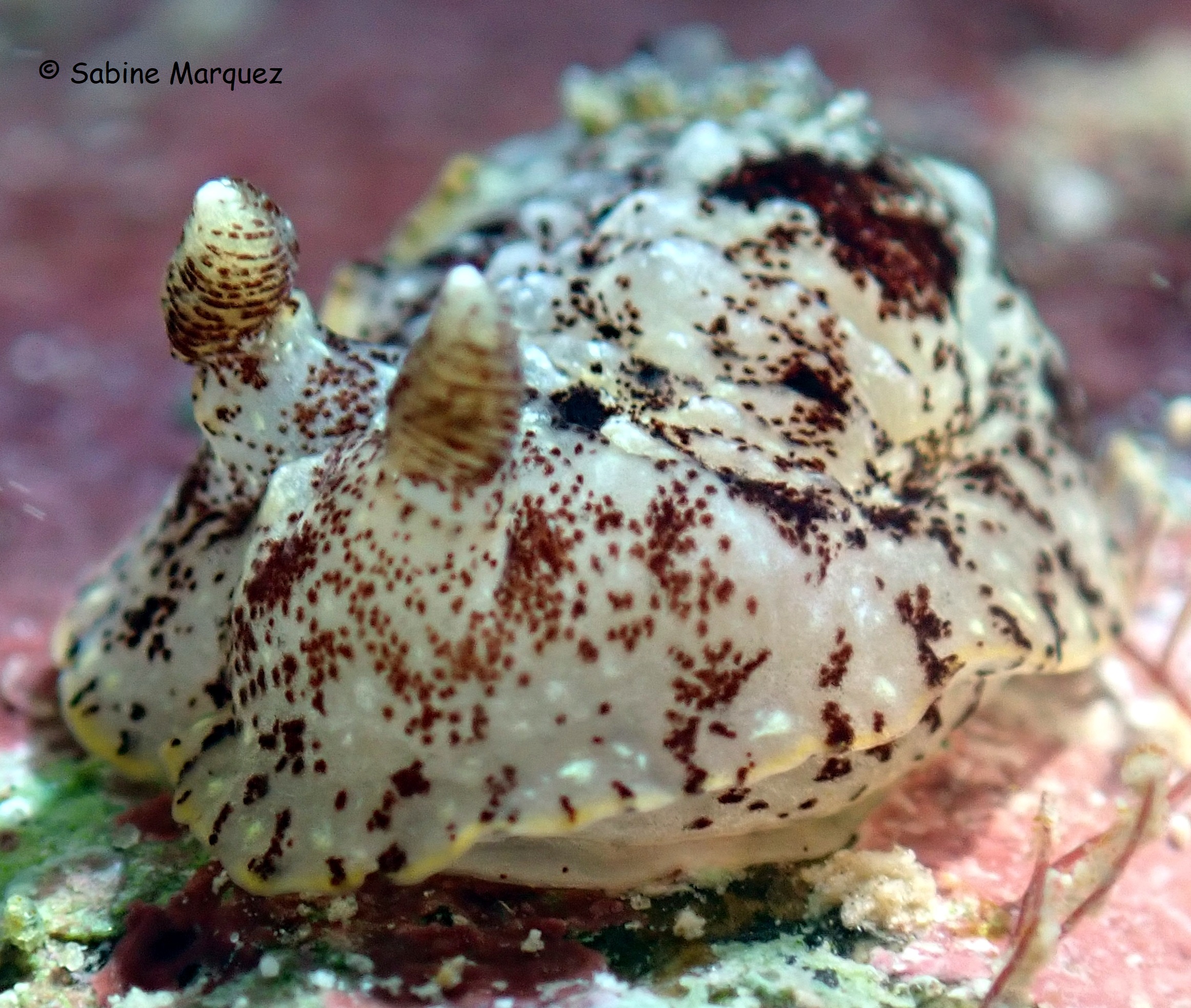 Aphelodoris antillensis