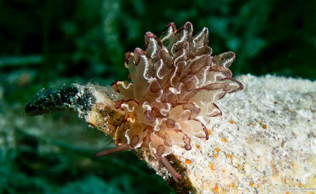 Cyerce cristallina