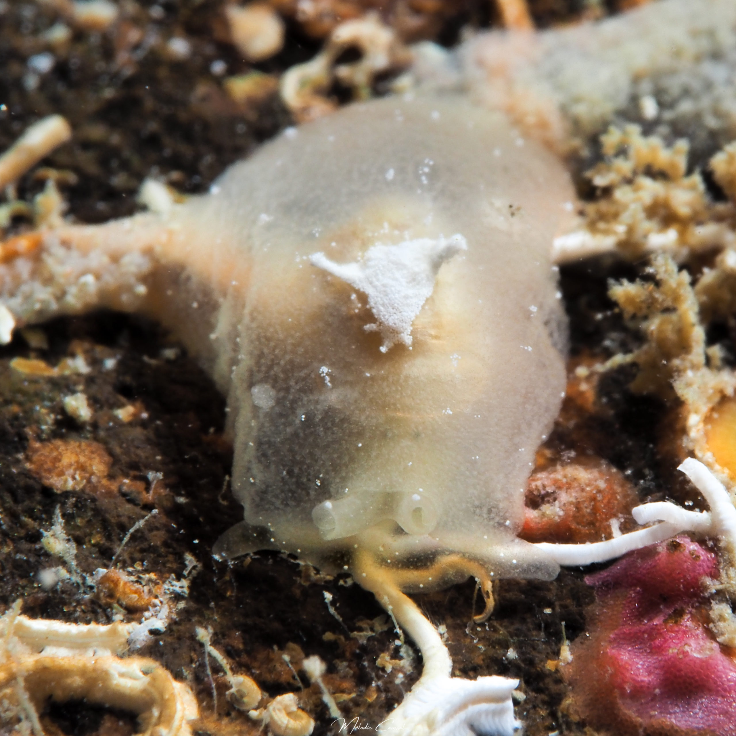 Pleurehdera vialactea