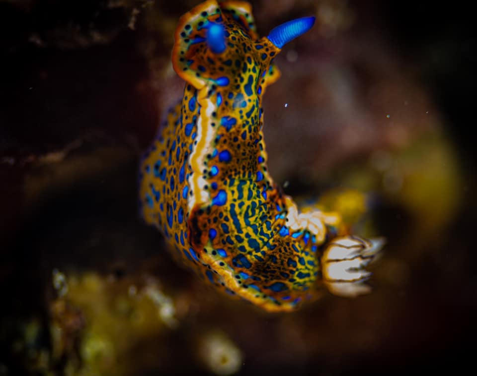 Felimare sp. St Barth 