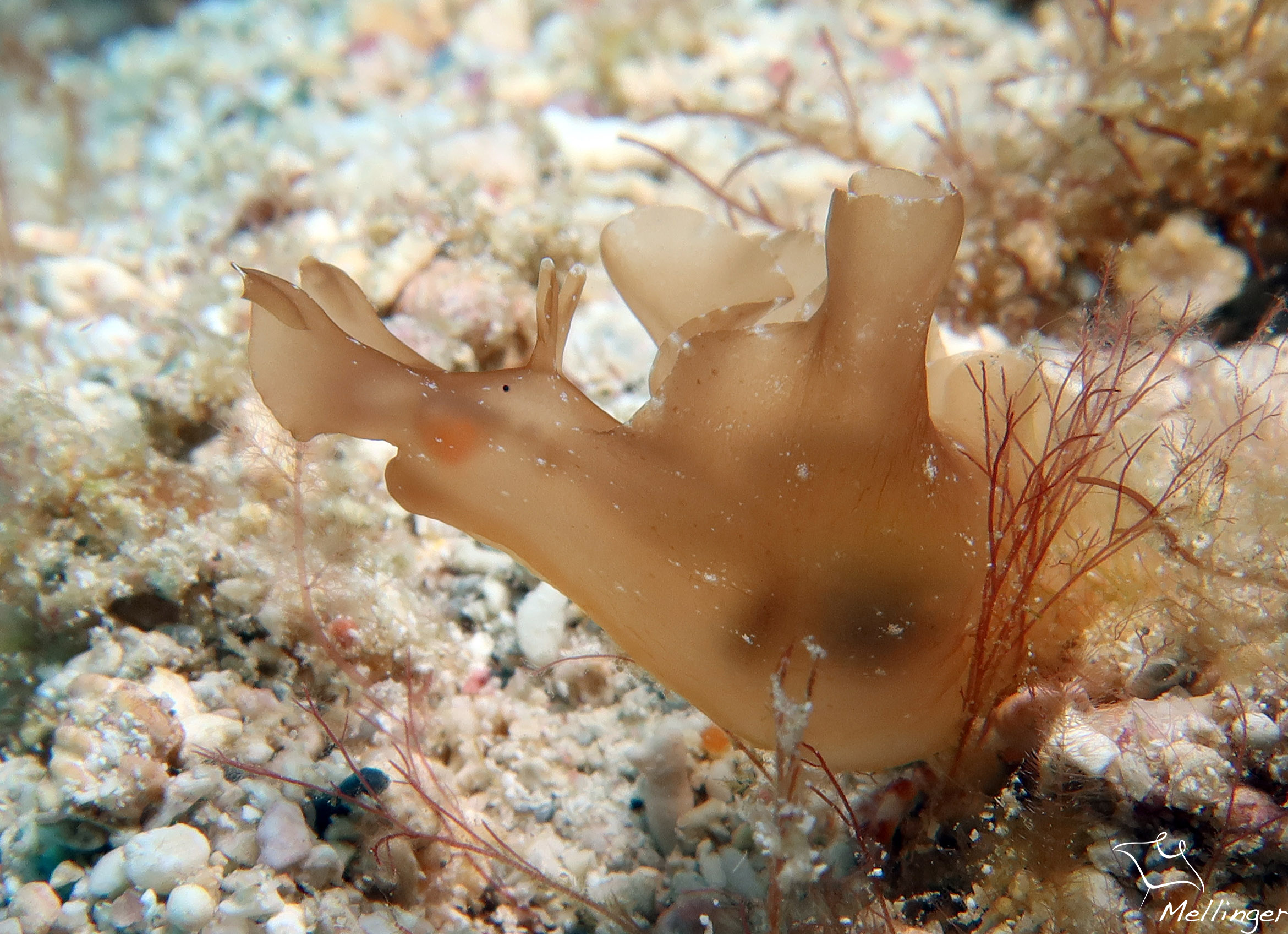 Aplysia fasciata