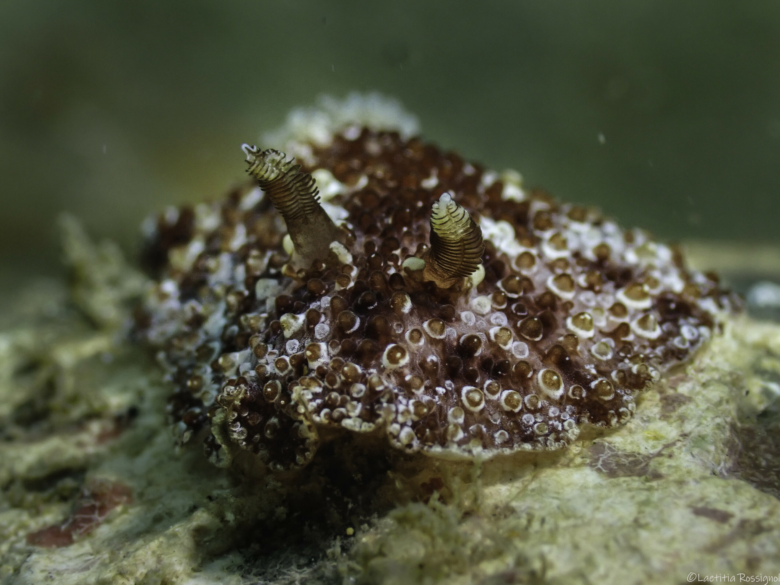Carminodoris sp. 