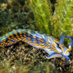 Cerberilla potiguara