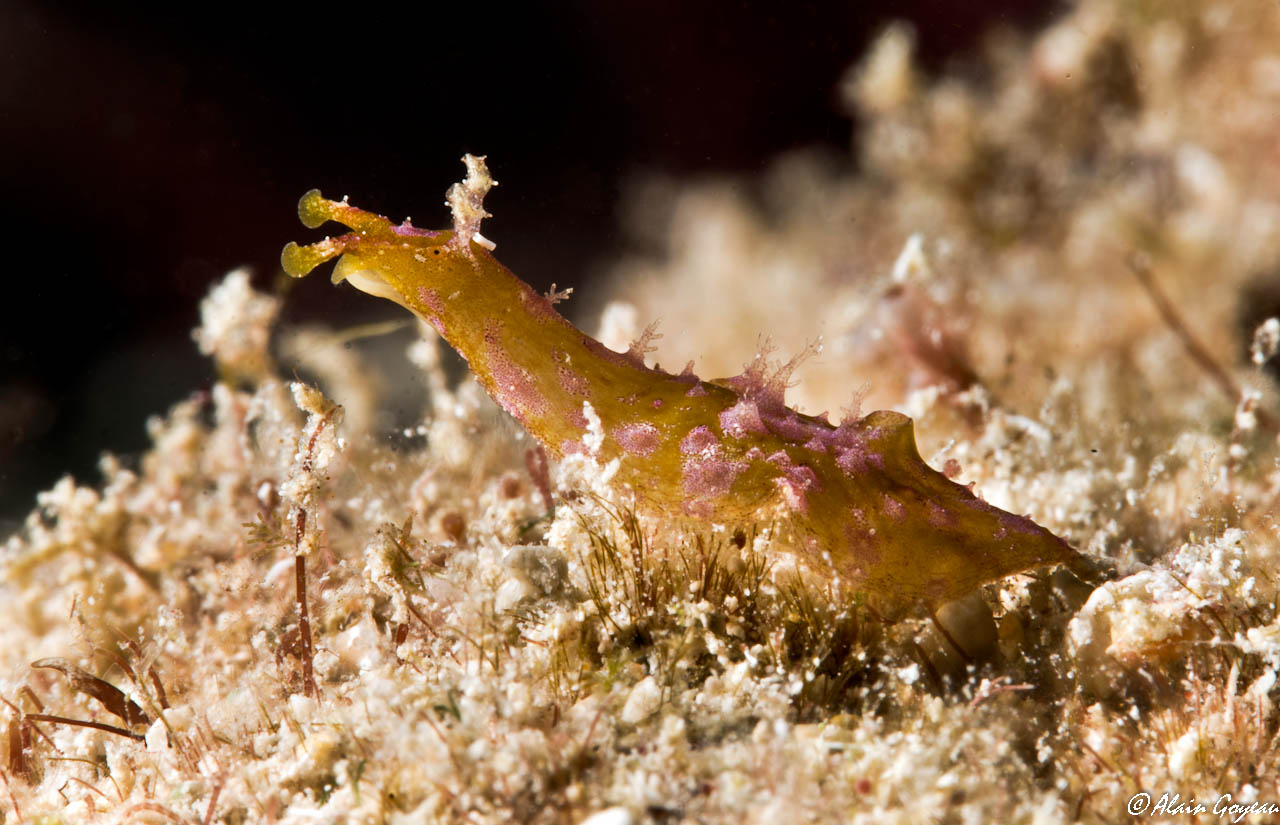Petalifera sp. 