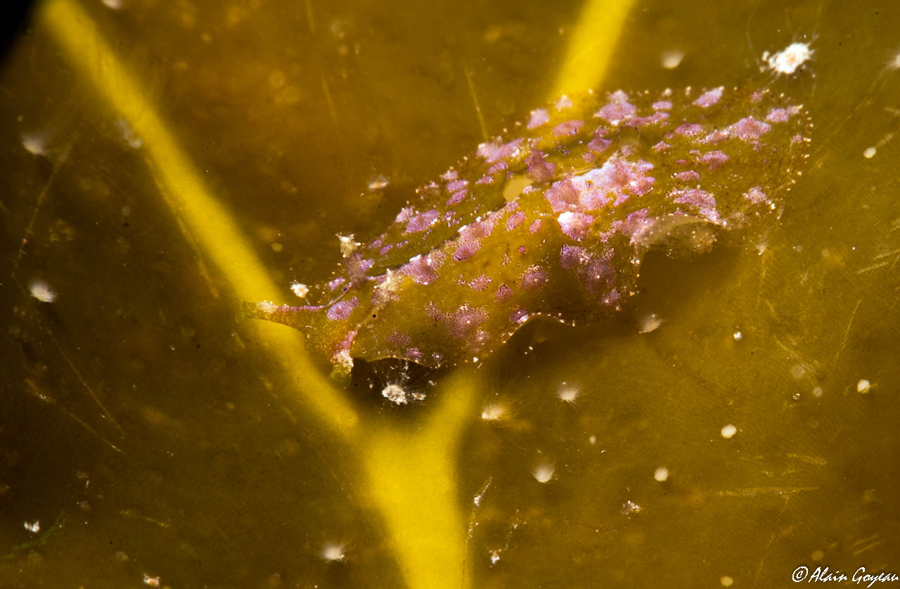Petalifera sp. 