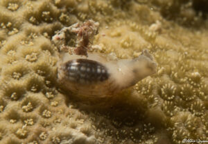 Bulla sp.