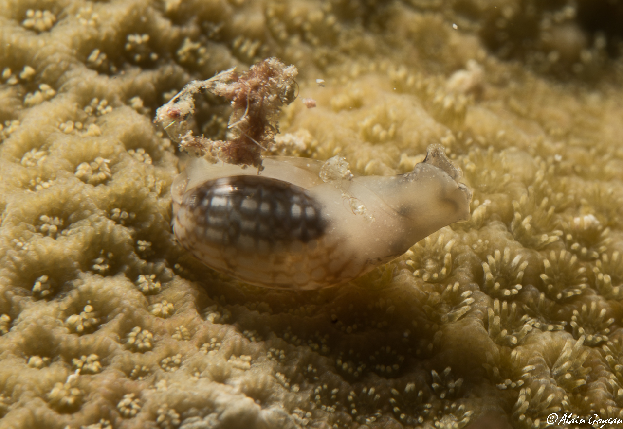 Bulla sp.