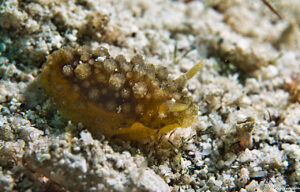 Doris verrucosa