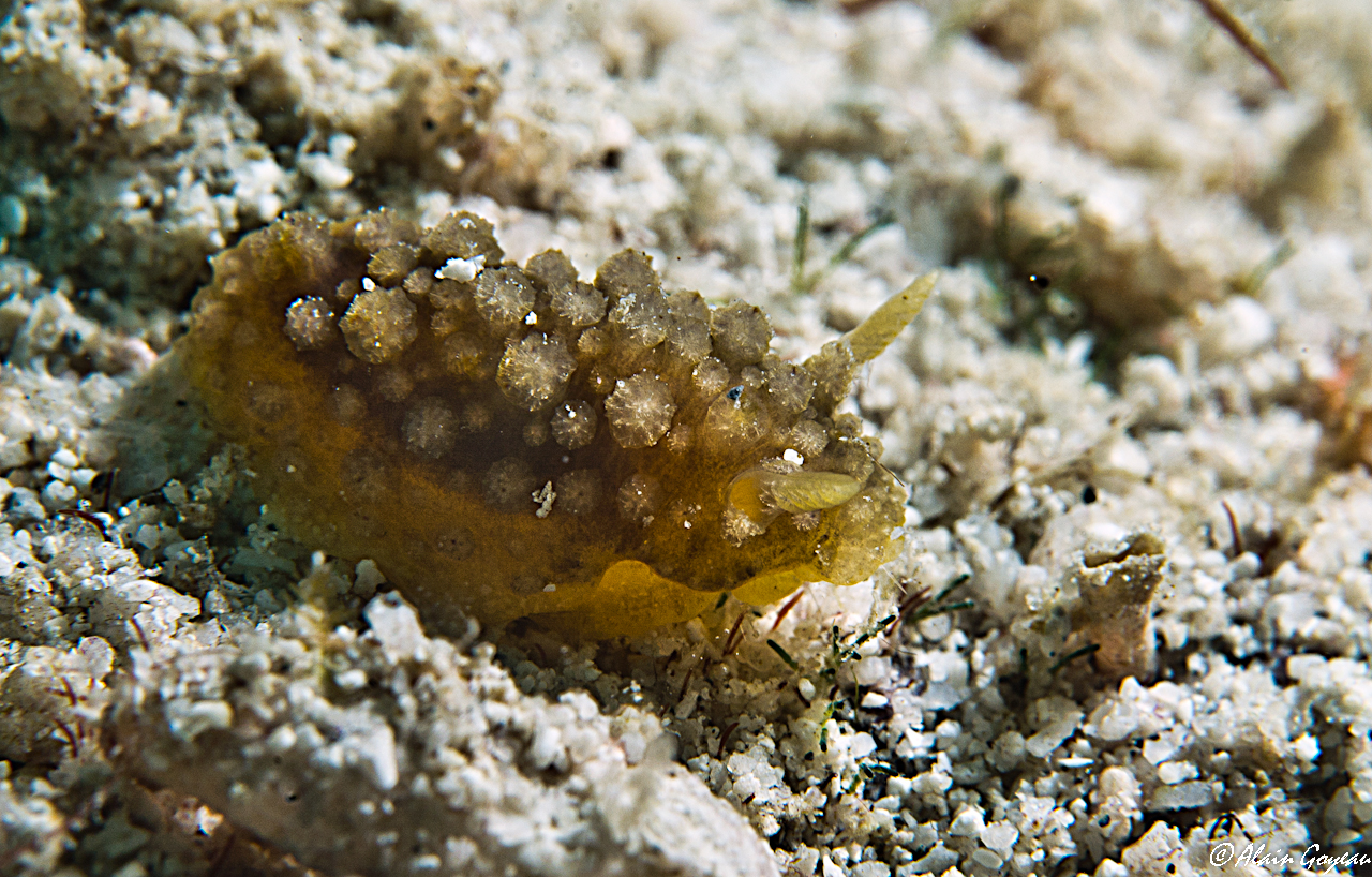 Doris verrucosa