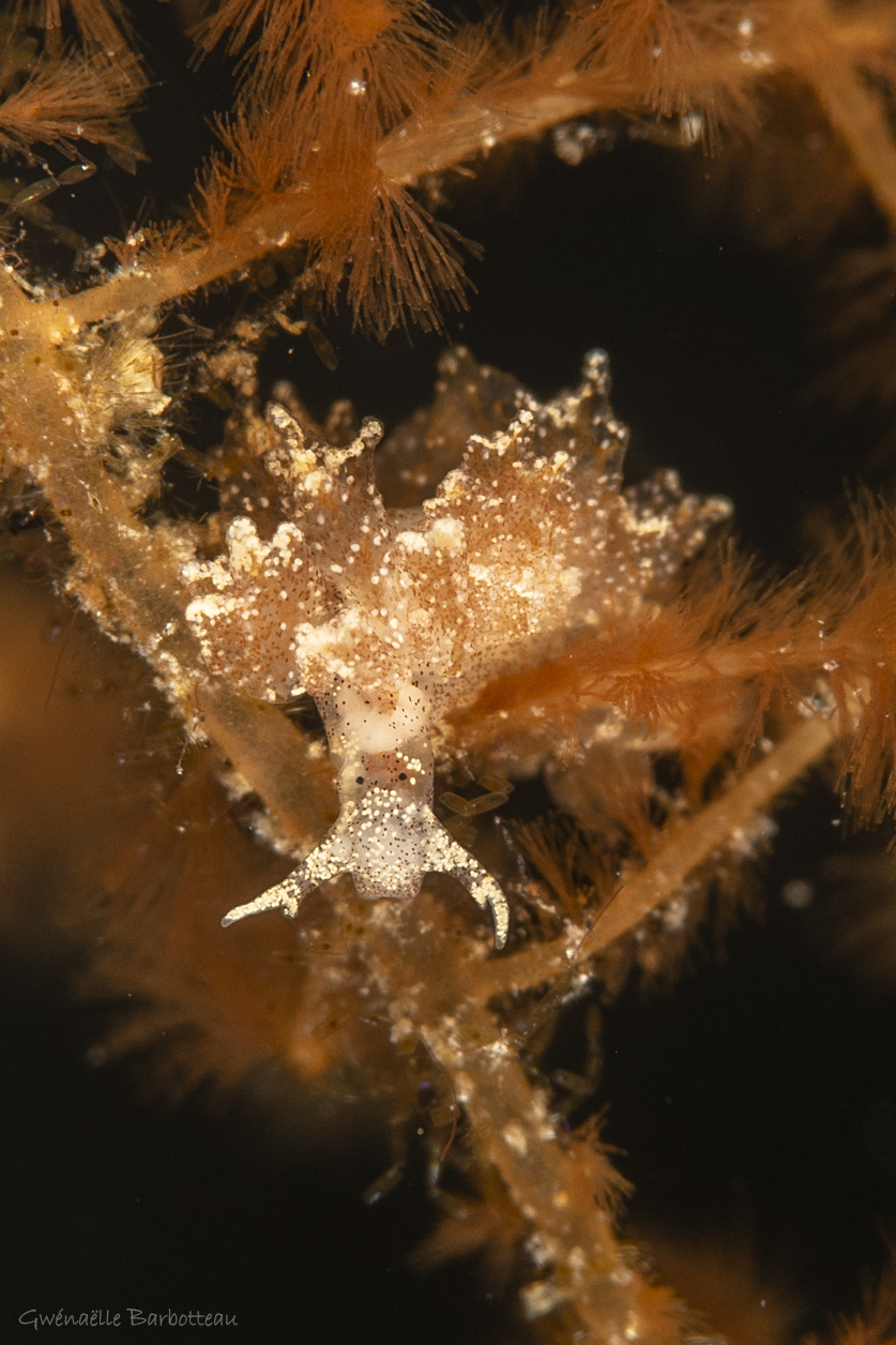 Hermaea bifida 