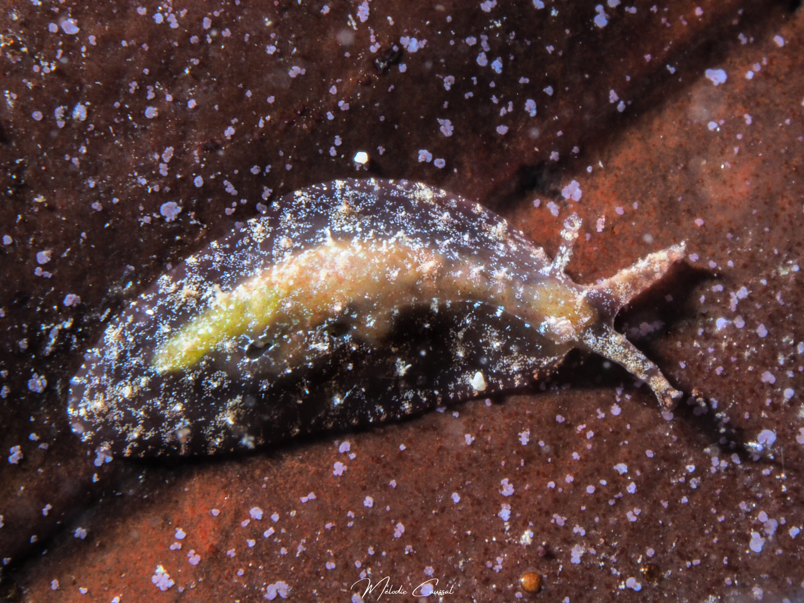 Petalifera sp. 