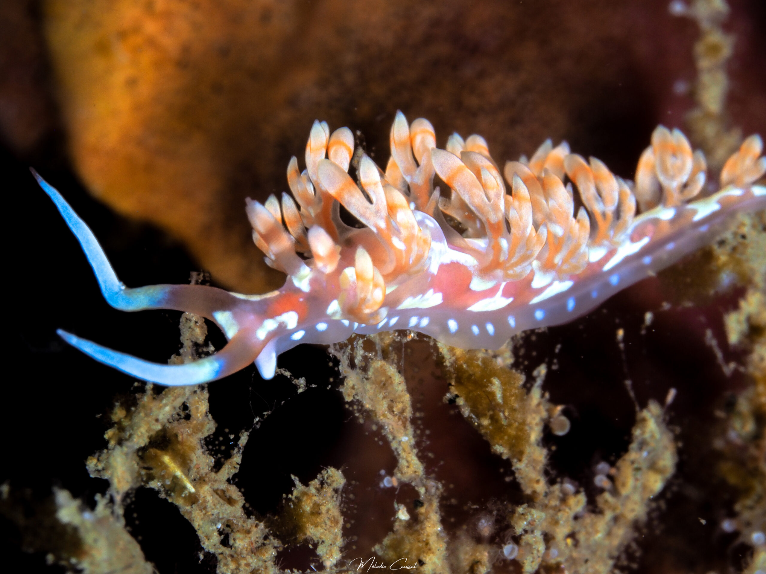 Flabellina engeli
