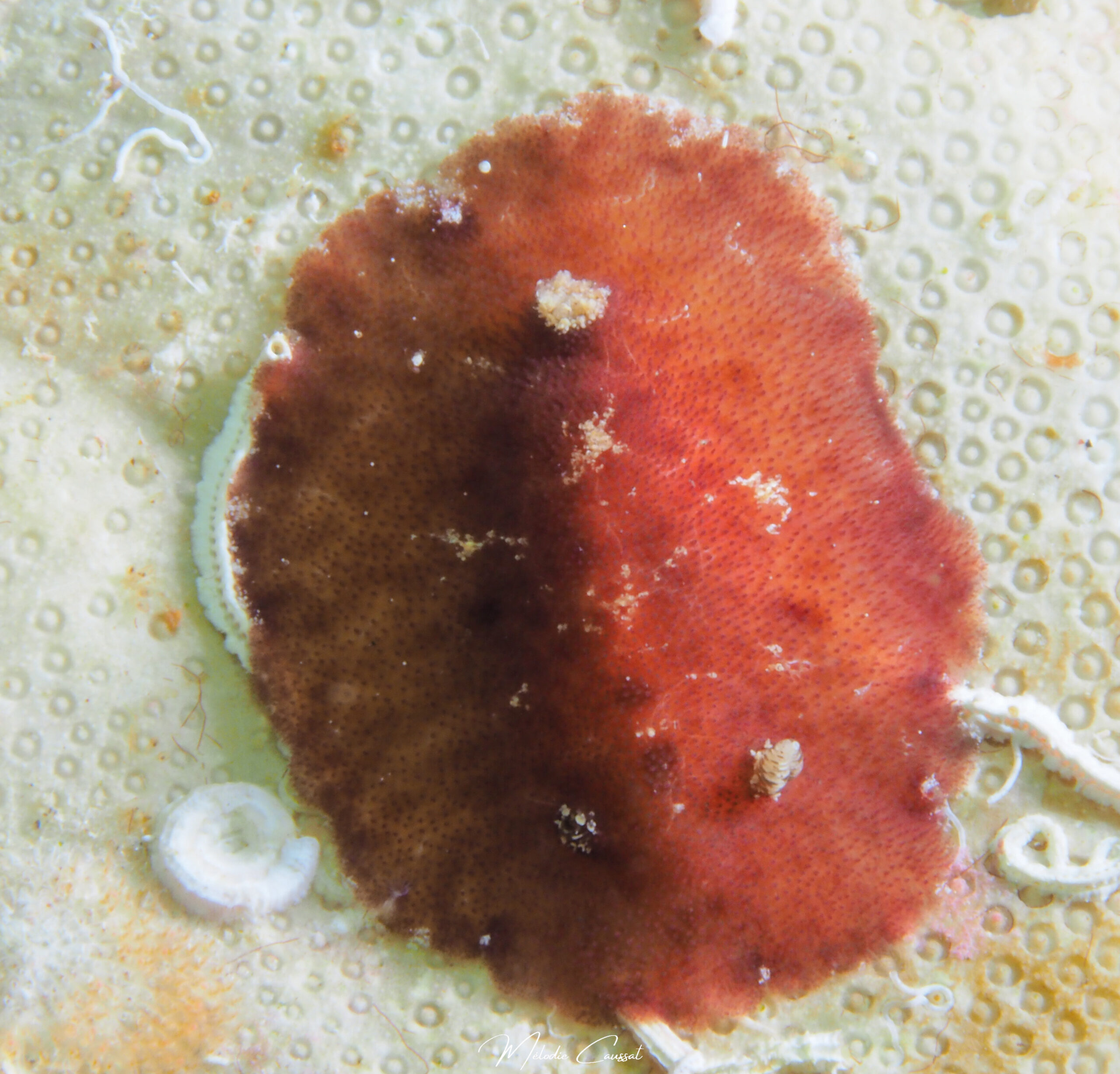 Taringa telopia 