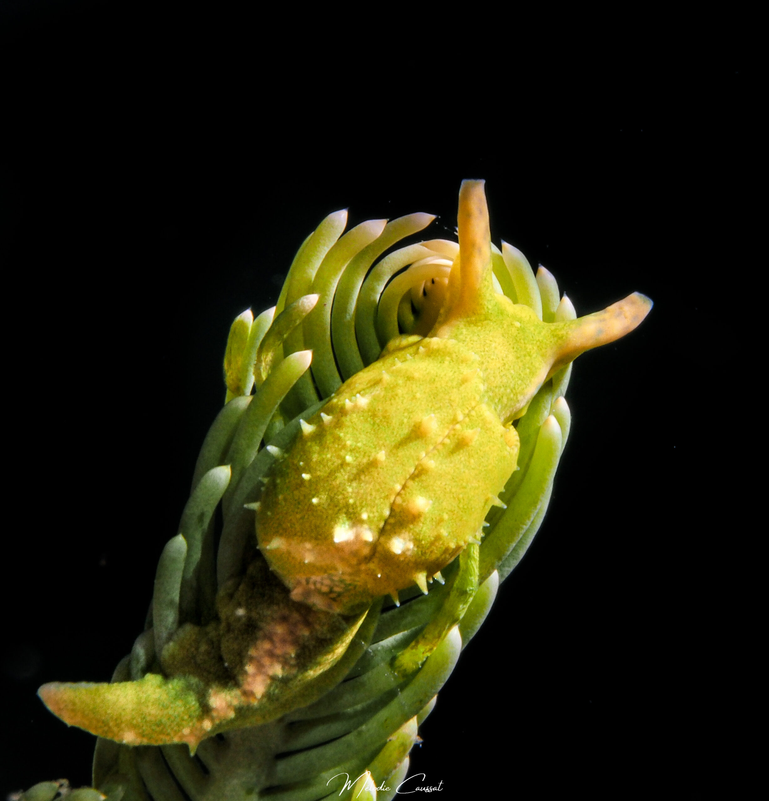 Oxynoe antillarum 