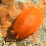 Berthellina engeli