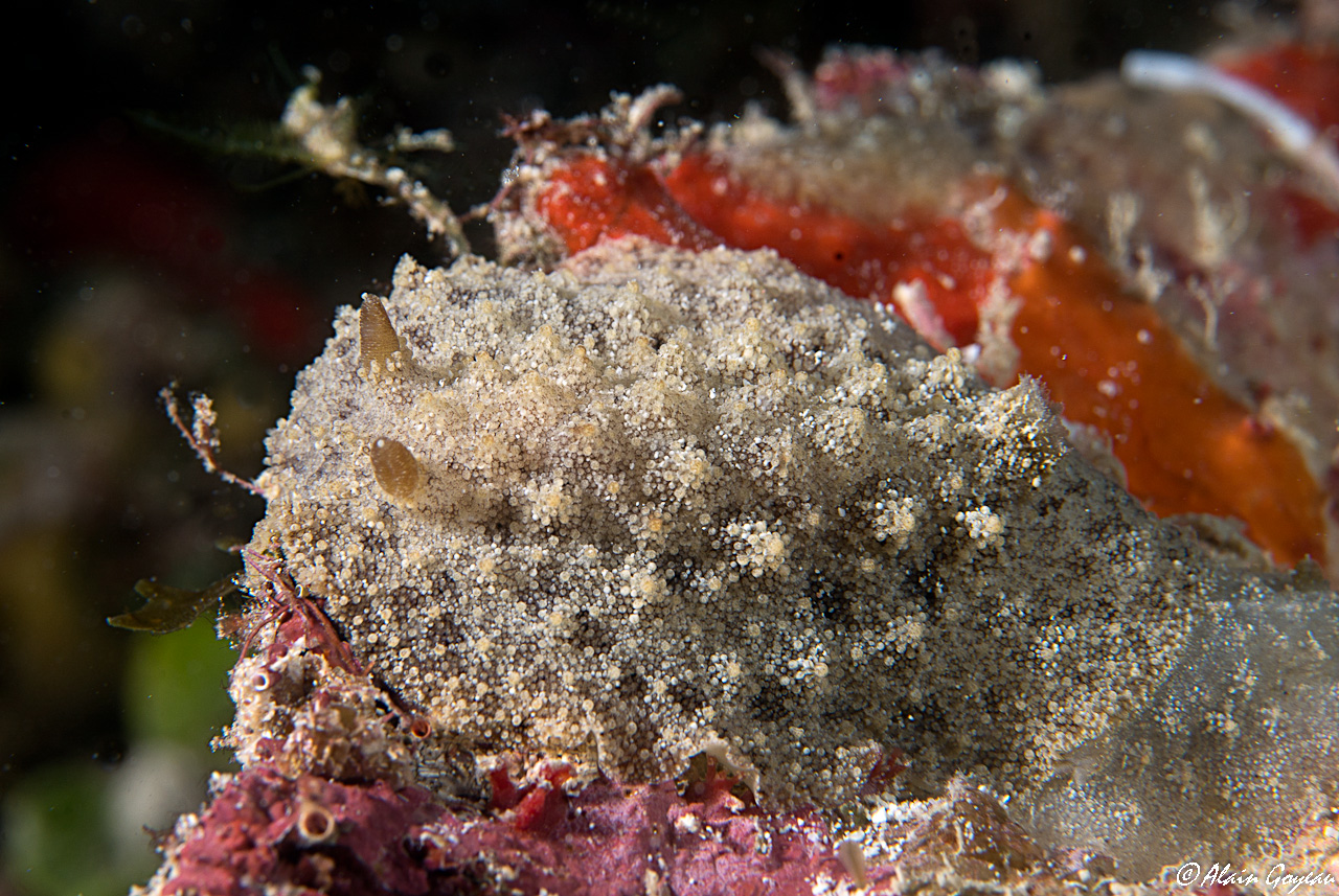 Sclerodoris prea