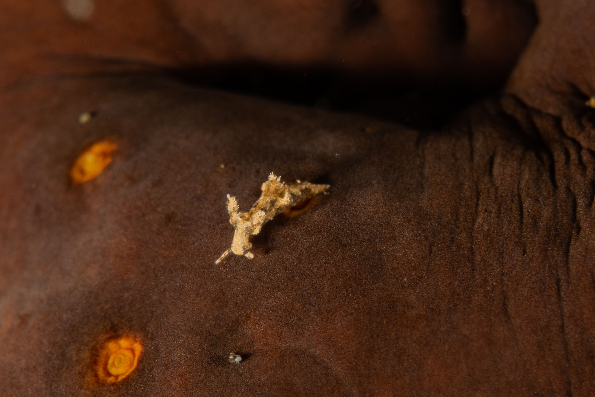 Trapania sp.
