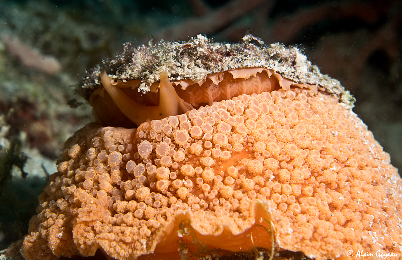 Umbraculum umbraculum