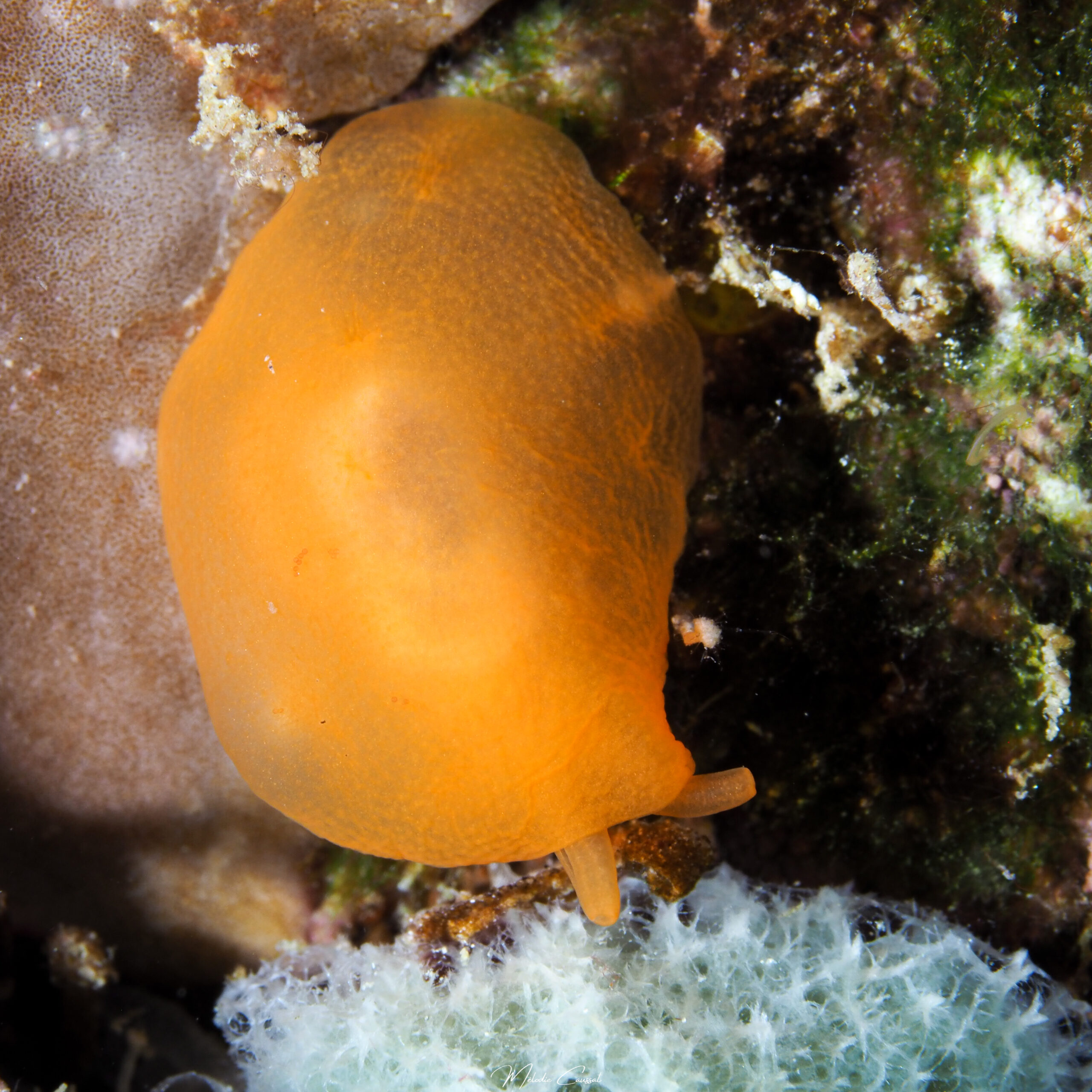 Berthellina engeli