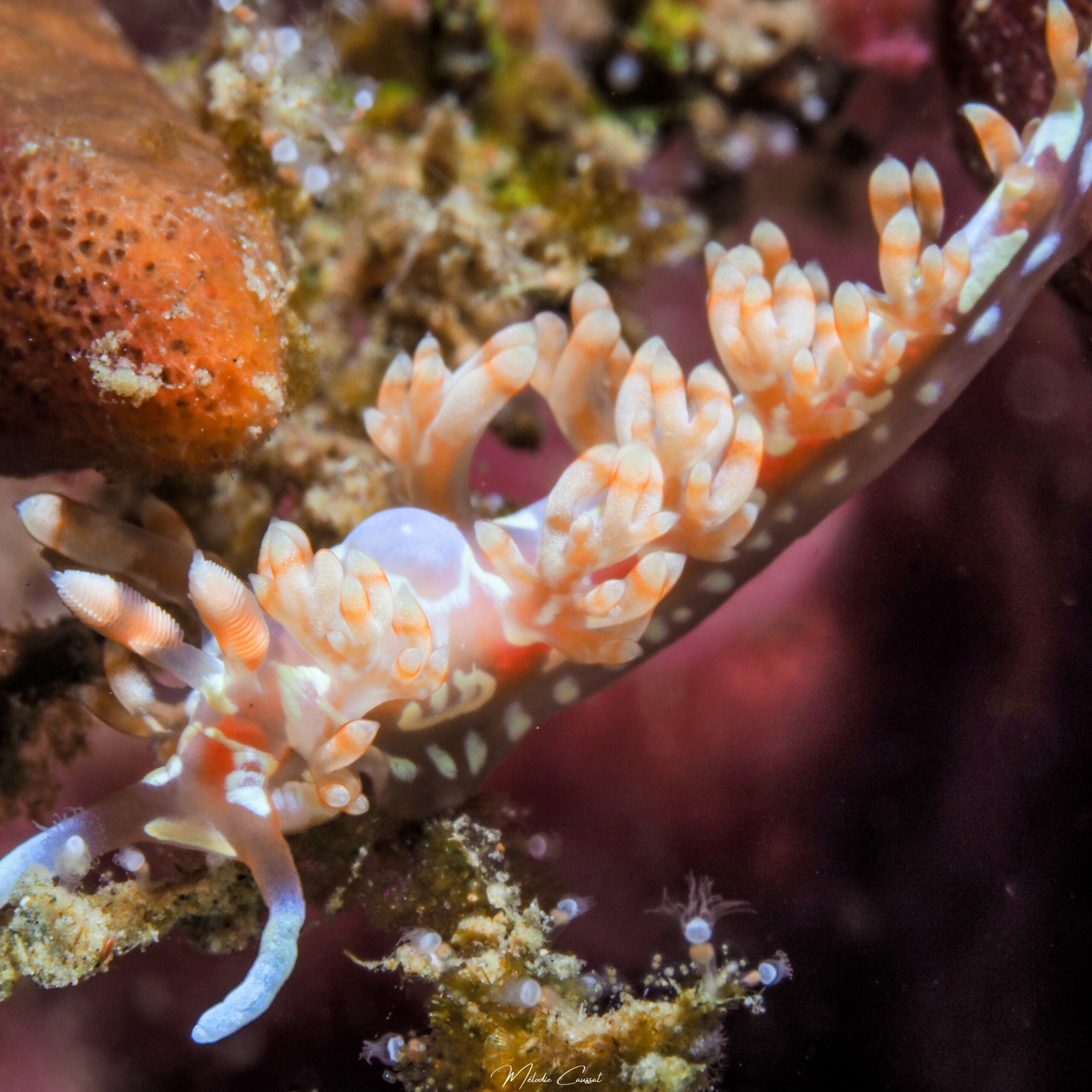 Flabellina engeli