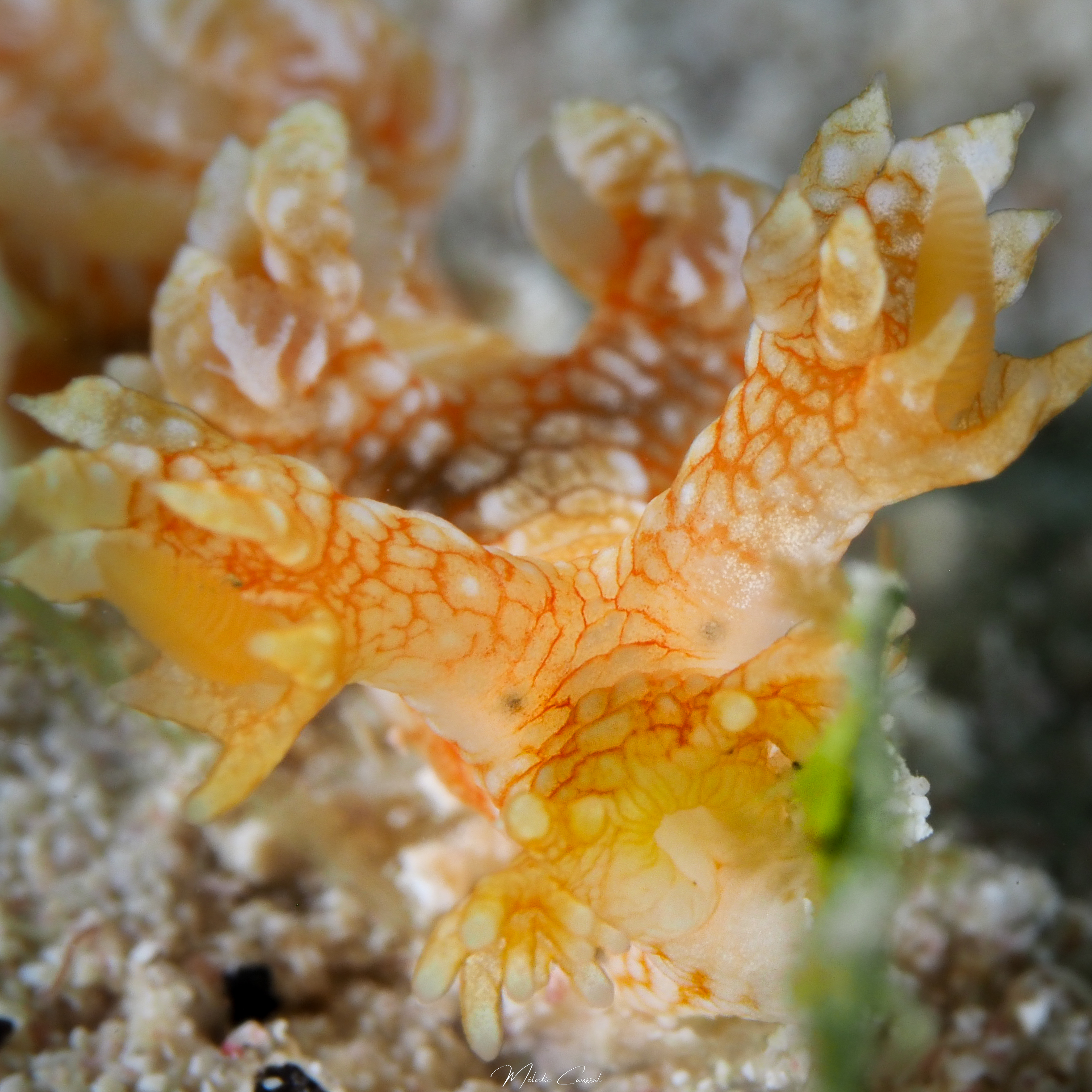 Bornella calcarata de face