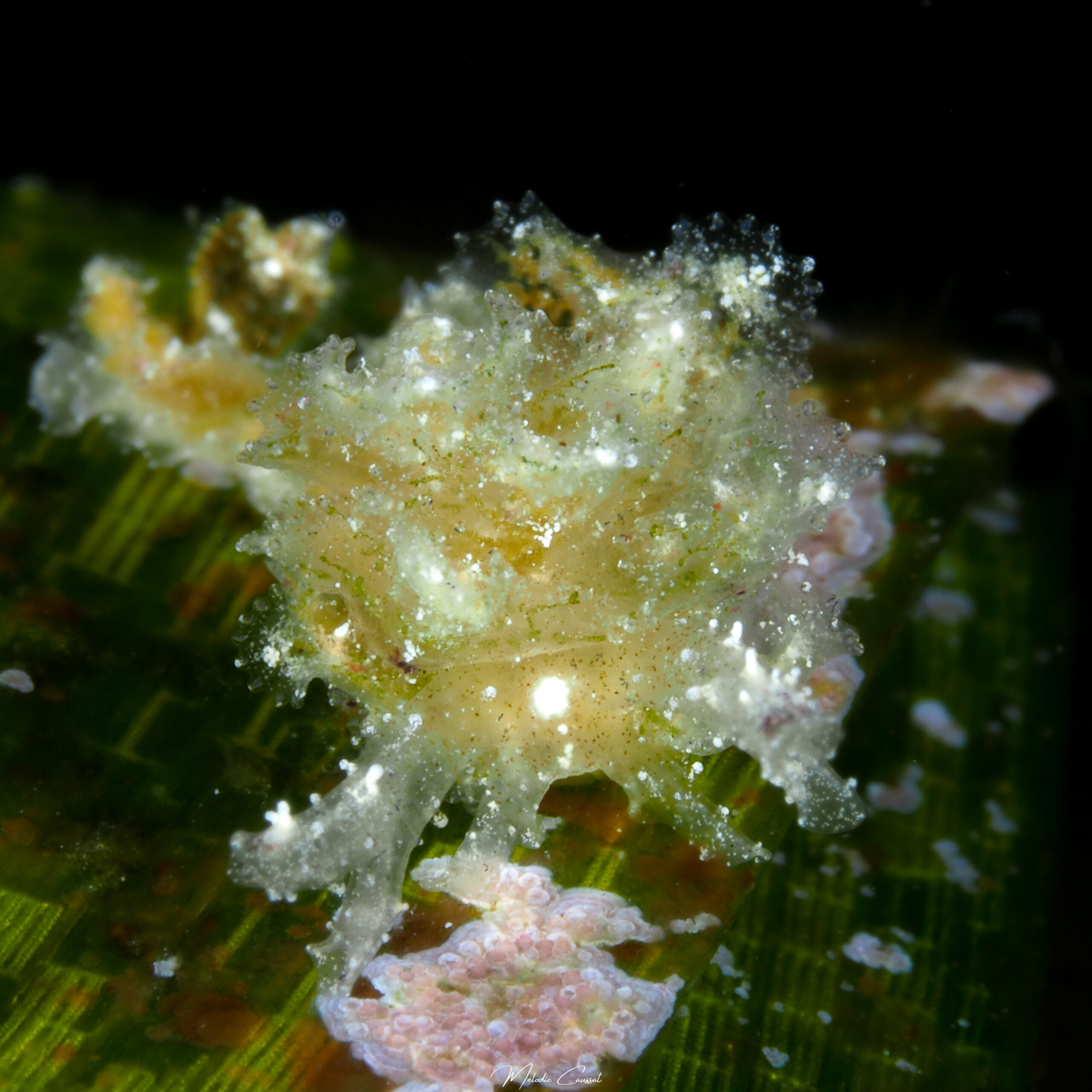 Polybranchia sp. 