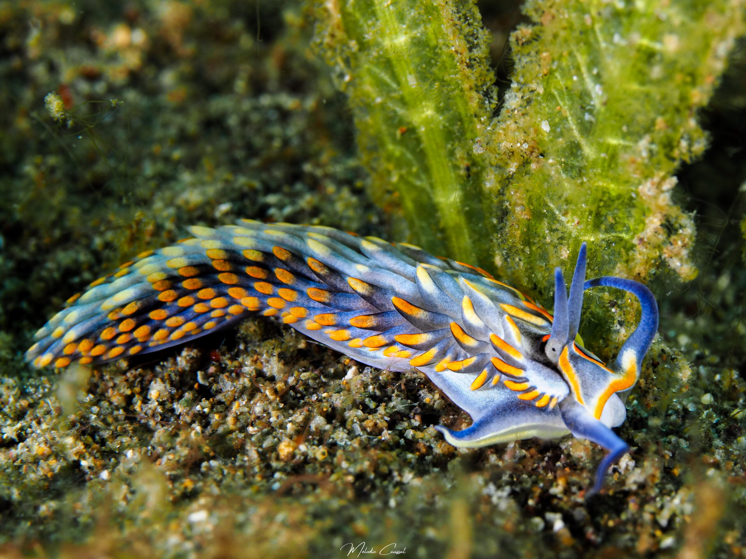 Cerberilla potiguara