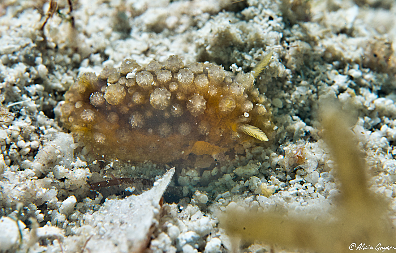 Doris verrucosa