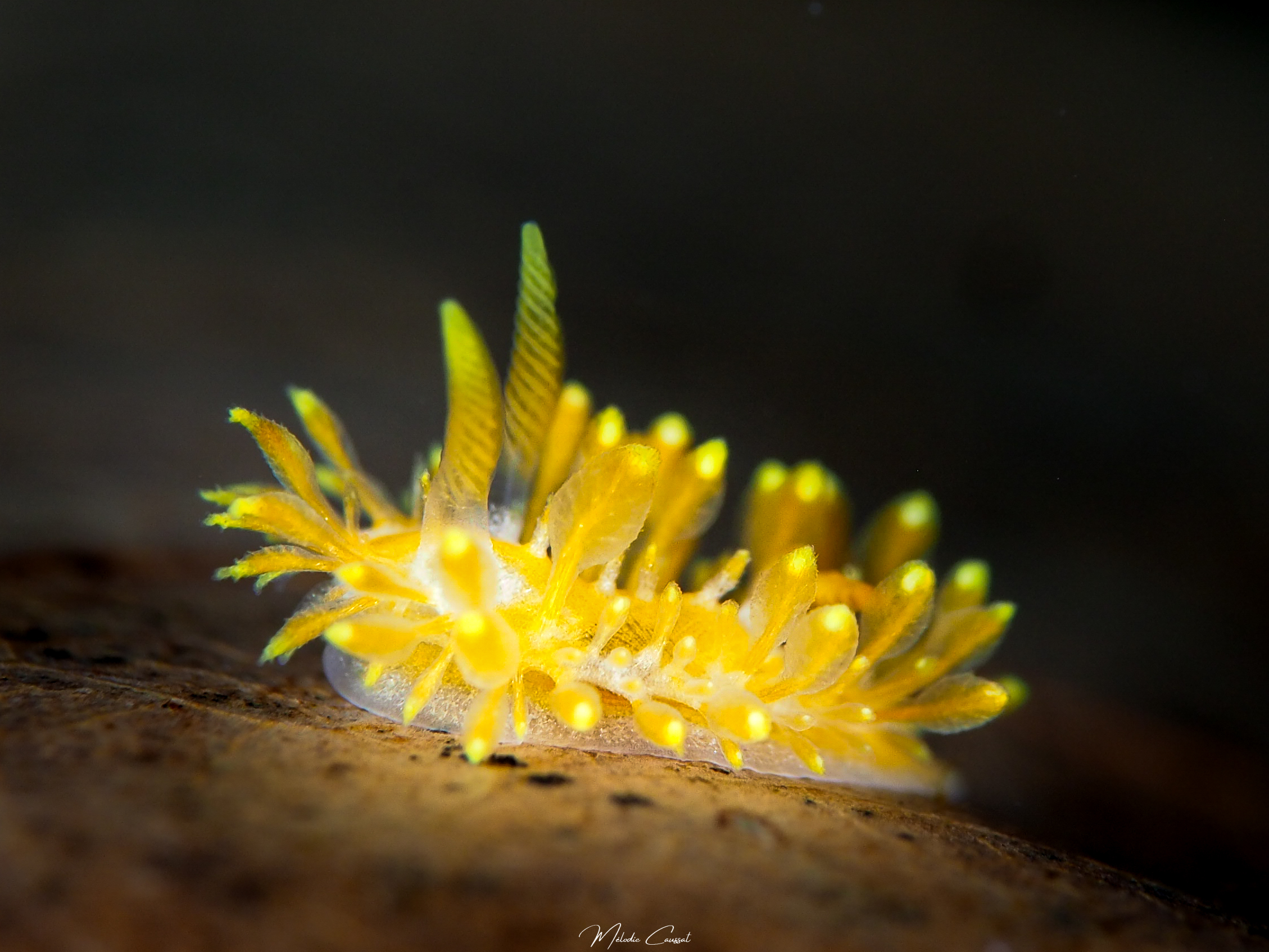 Limacia sp.