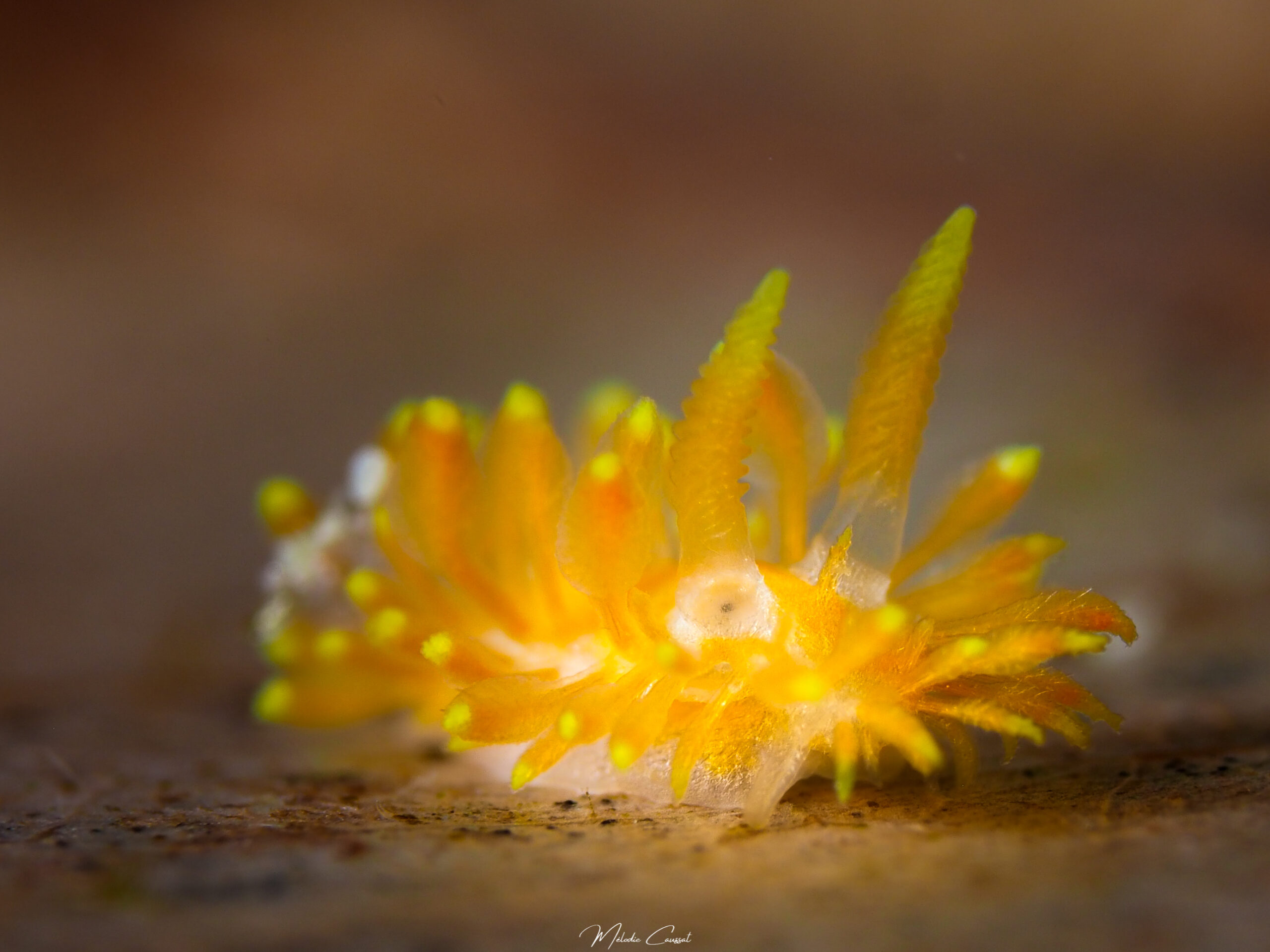 Limacia sp.