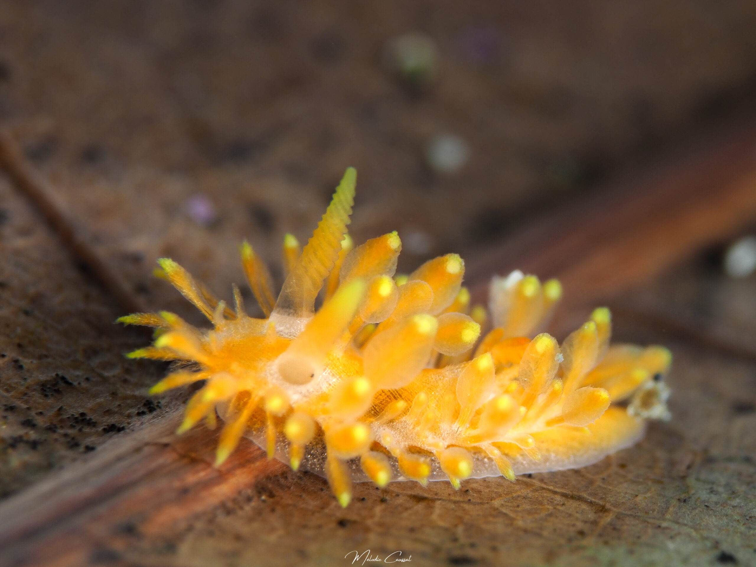 Limacia sp.