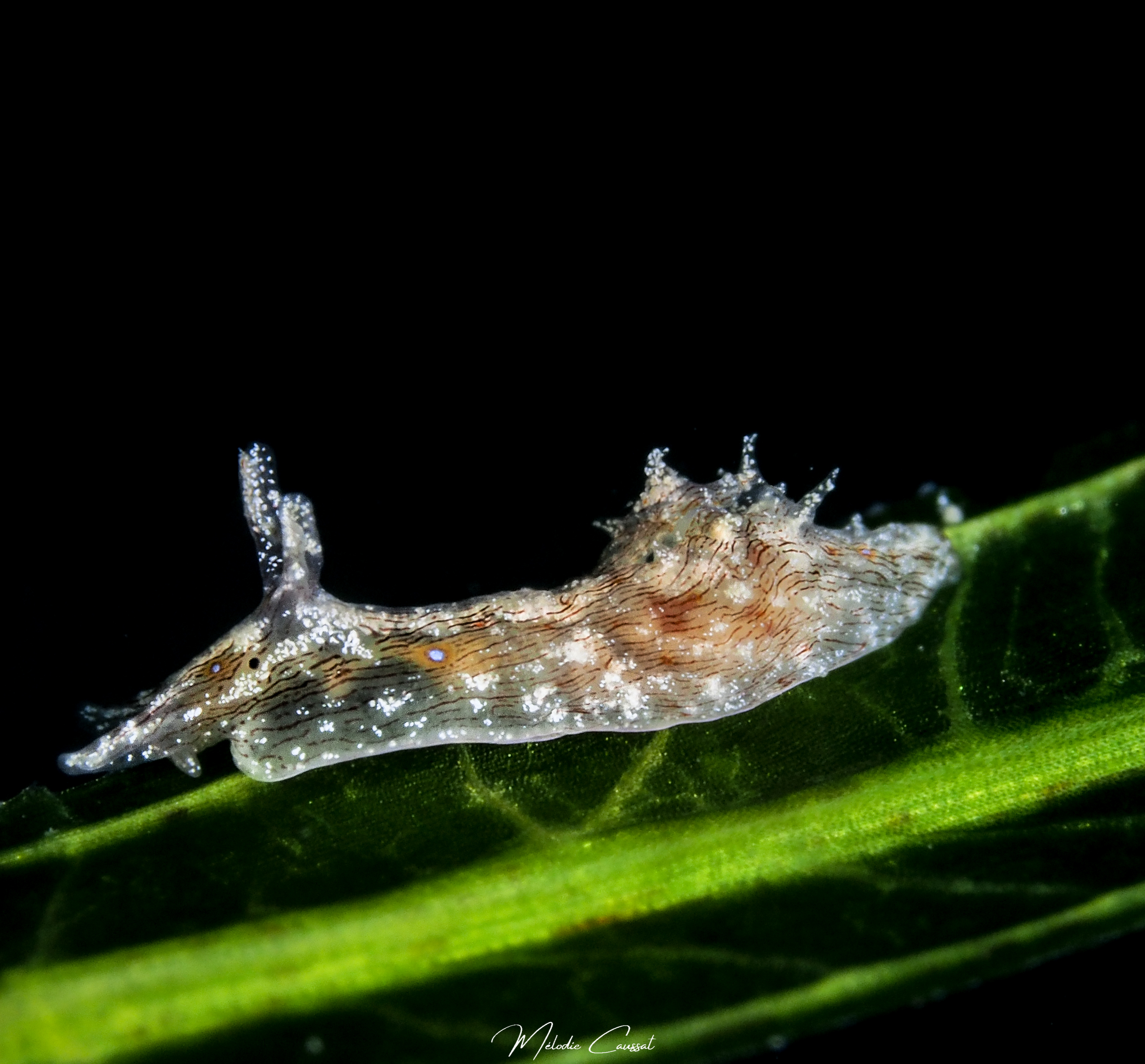 Stylocheilus polyomma