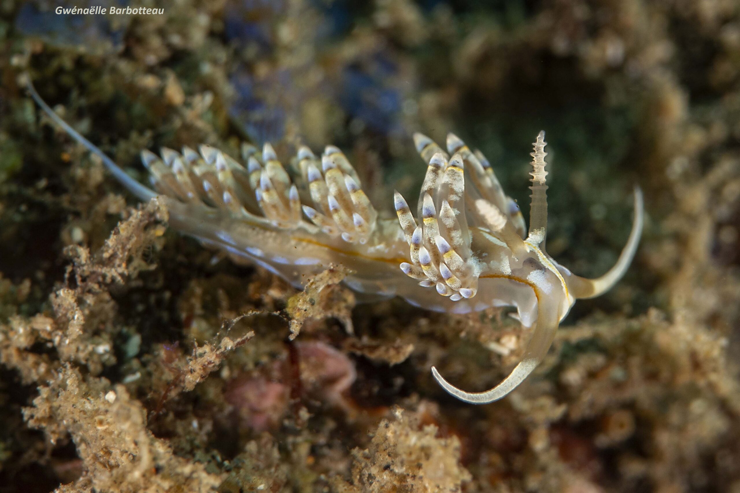 Dondice occidentalis