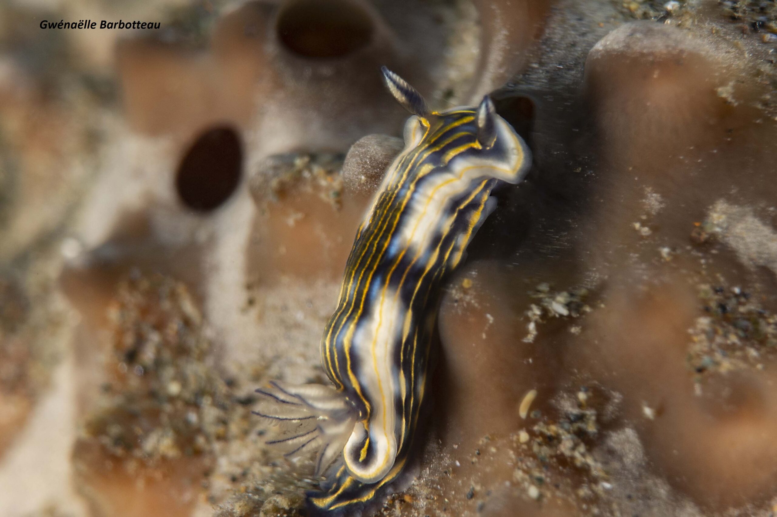 Felimare ruthae