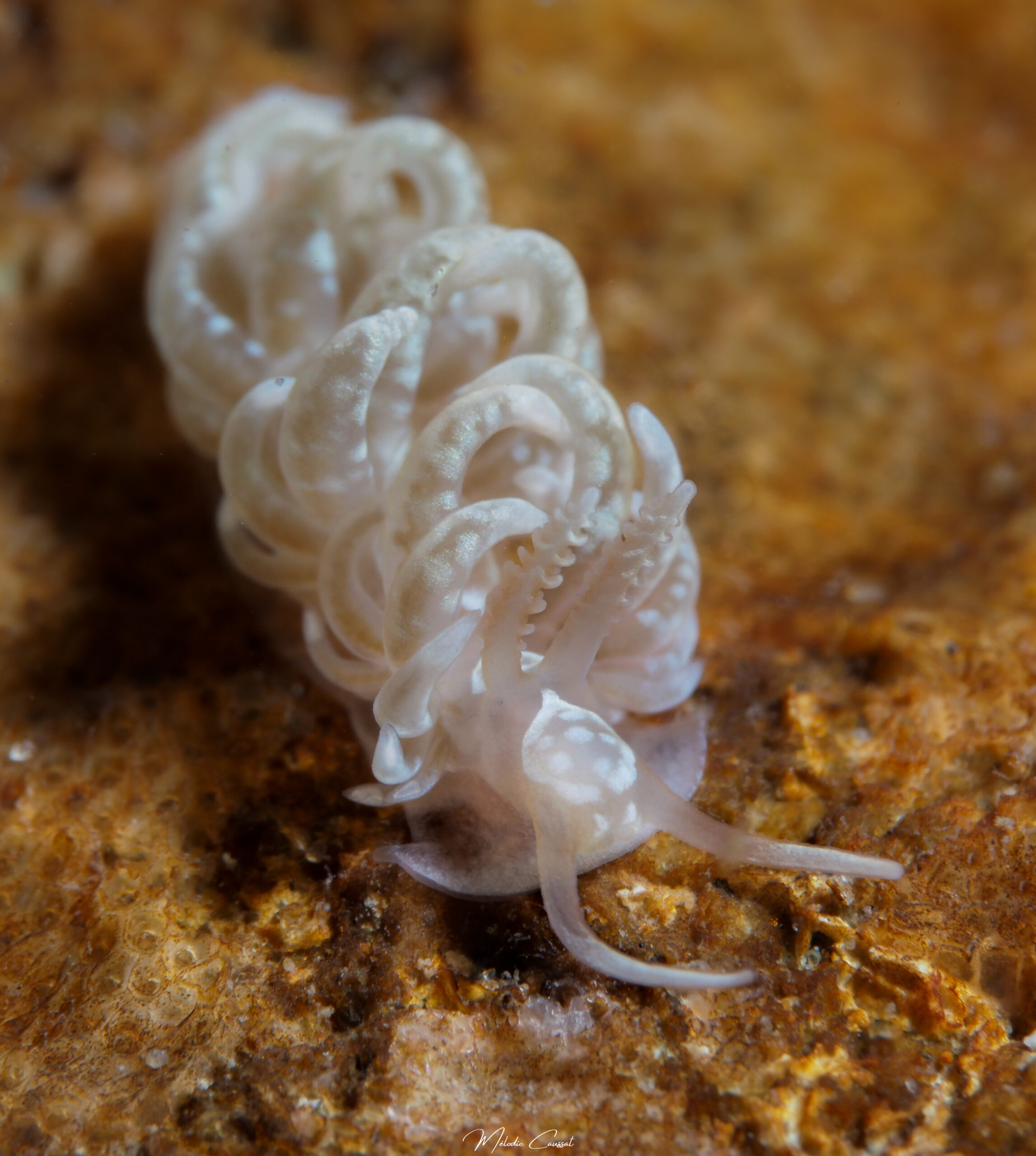 Spurilla neapolitana