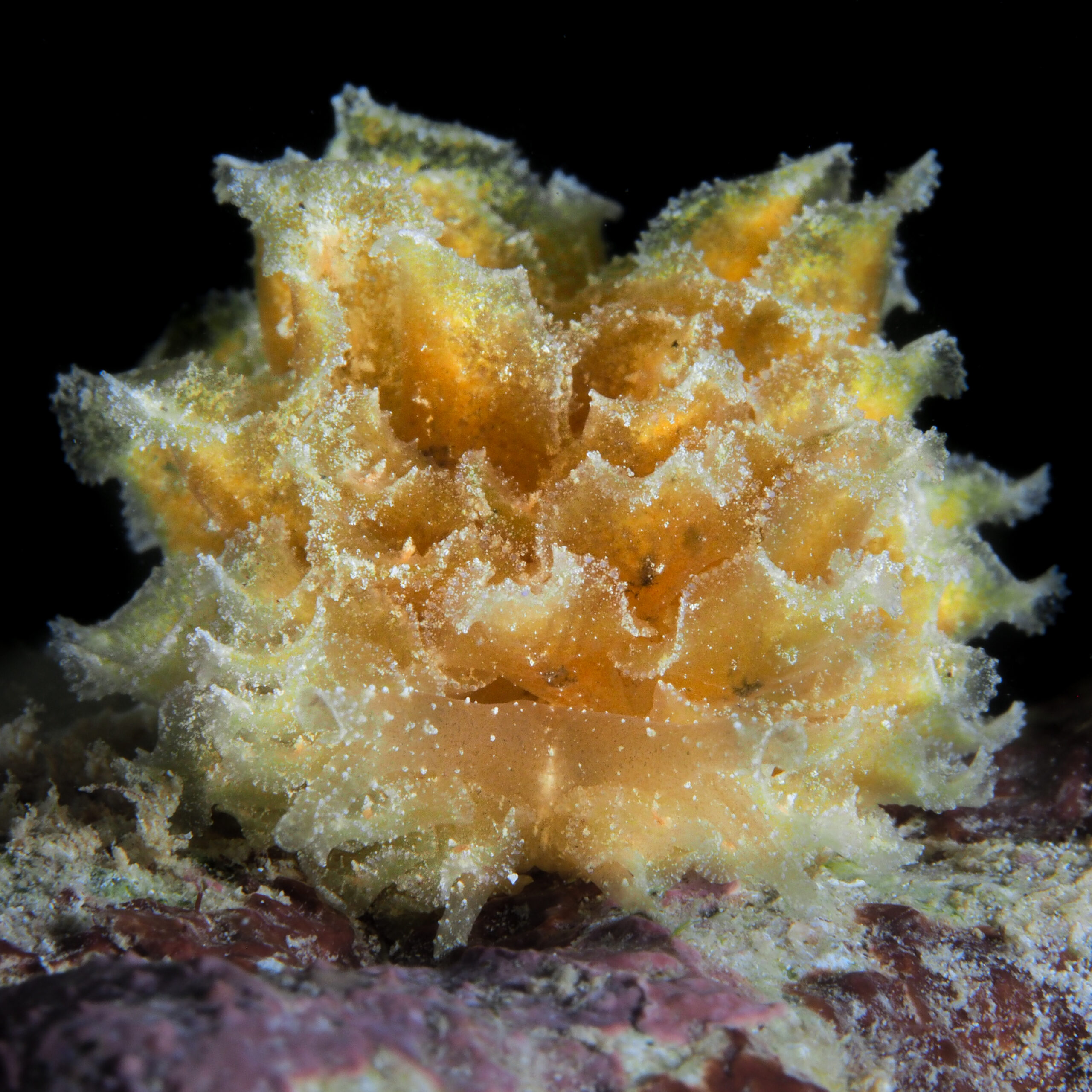 Polybranchia schmekelae