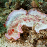 Hexabranchus morsomus