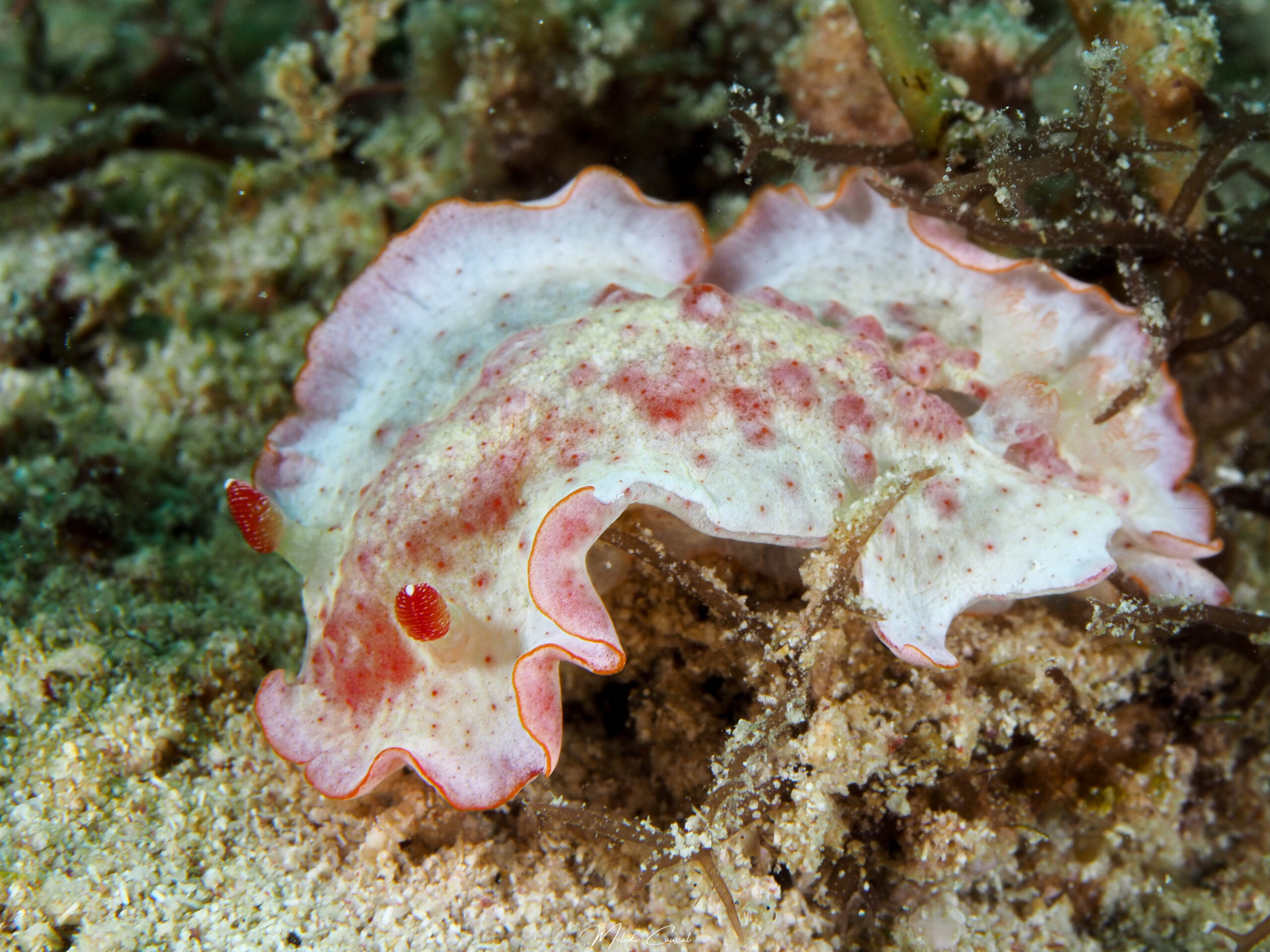 Hexabranchus morsomus 