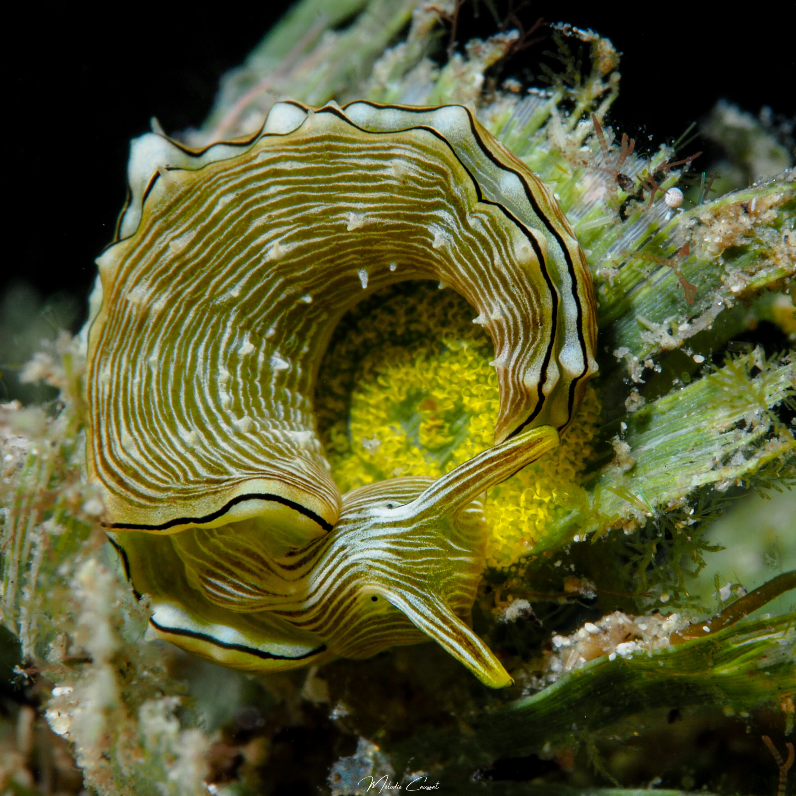 Elysia pratensis en ponte