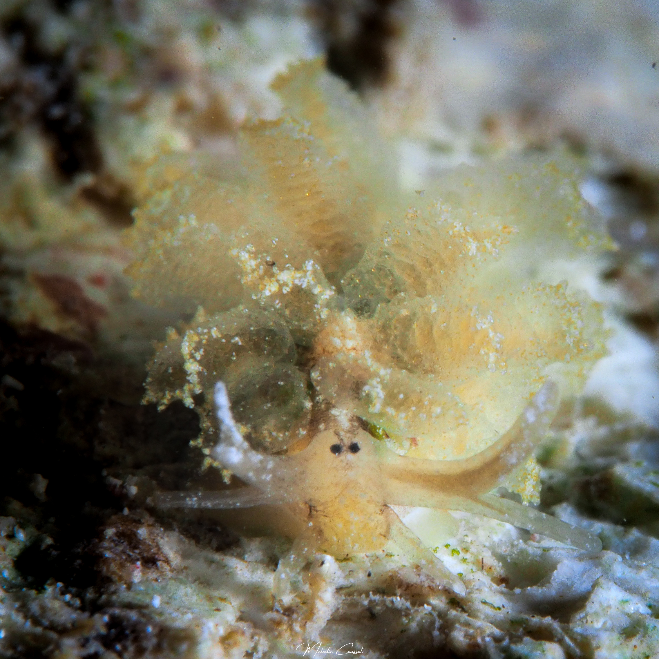 Cyerce antillensis