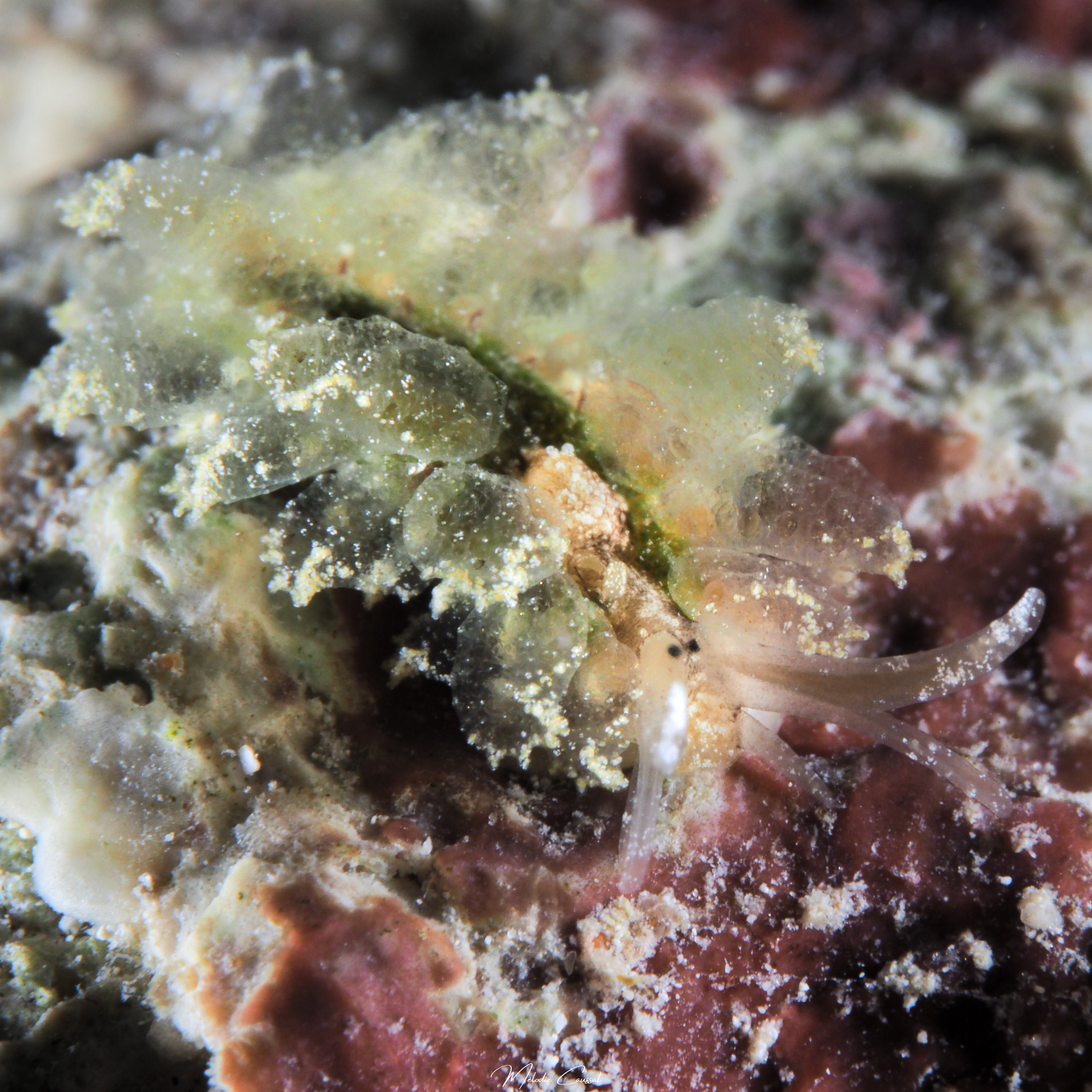 Cyerce cf antillensis