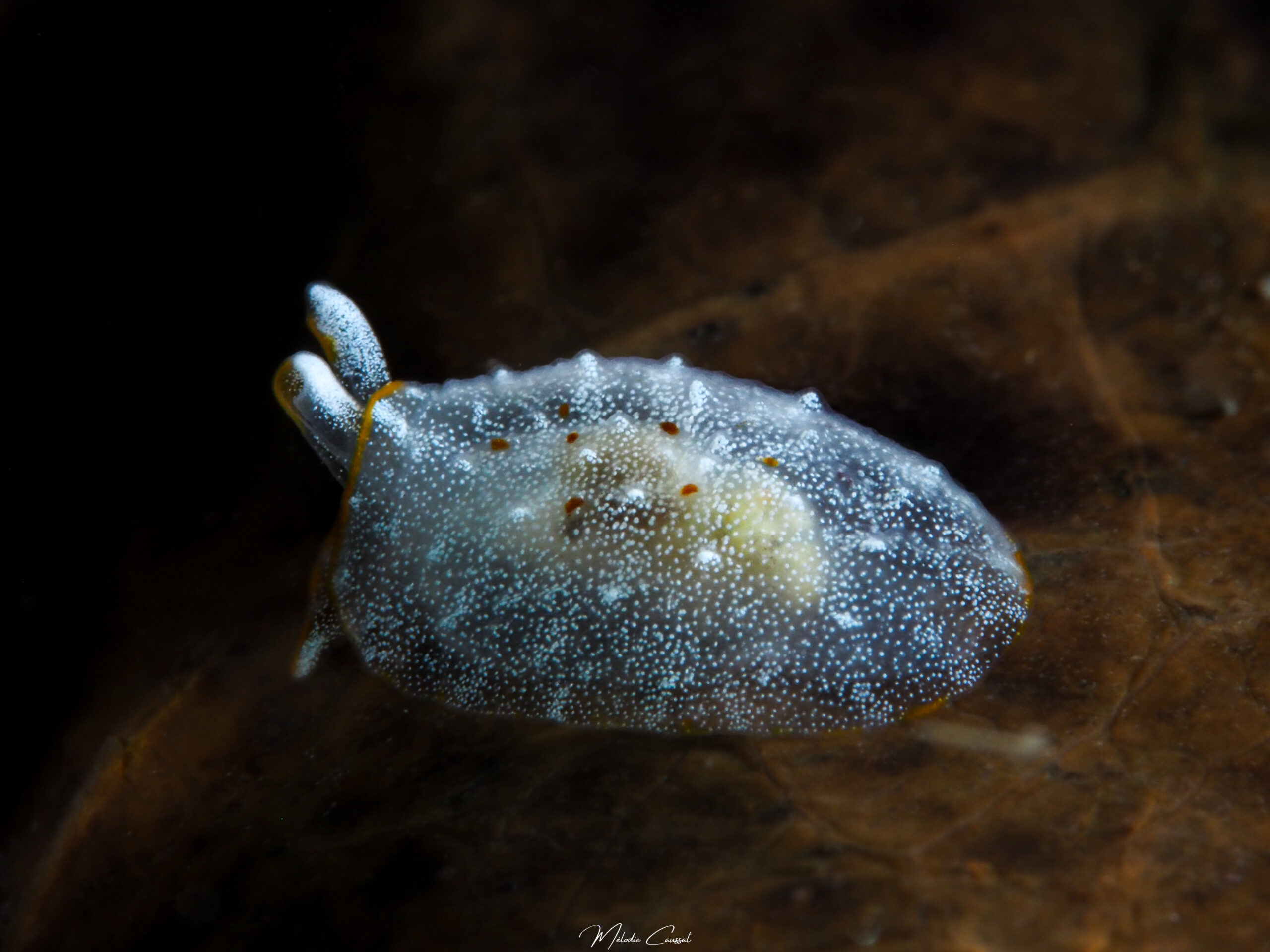 Pleurobranchus areolatus juvénile