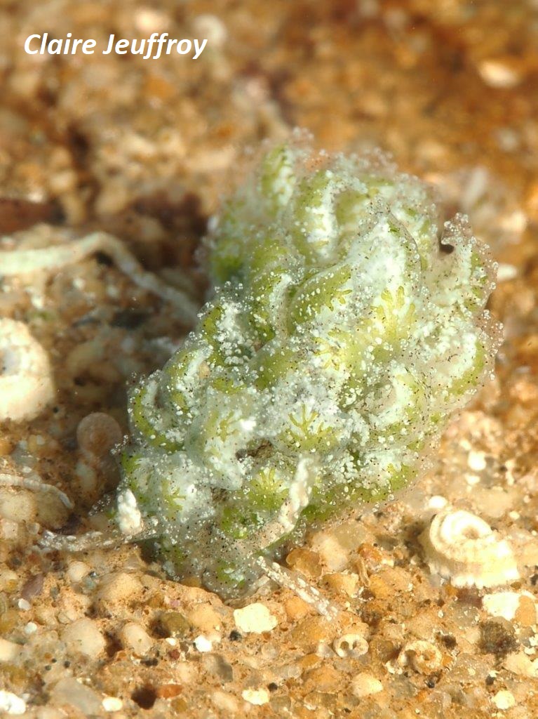 Mourgona sp. 