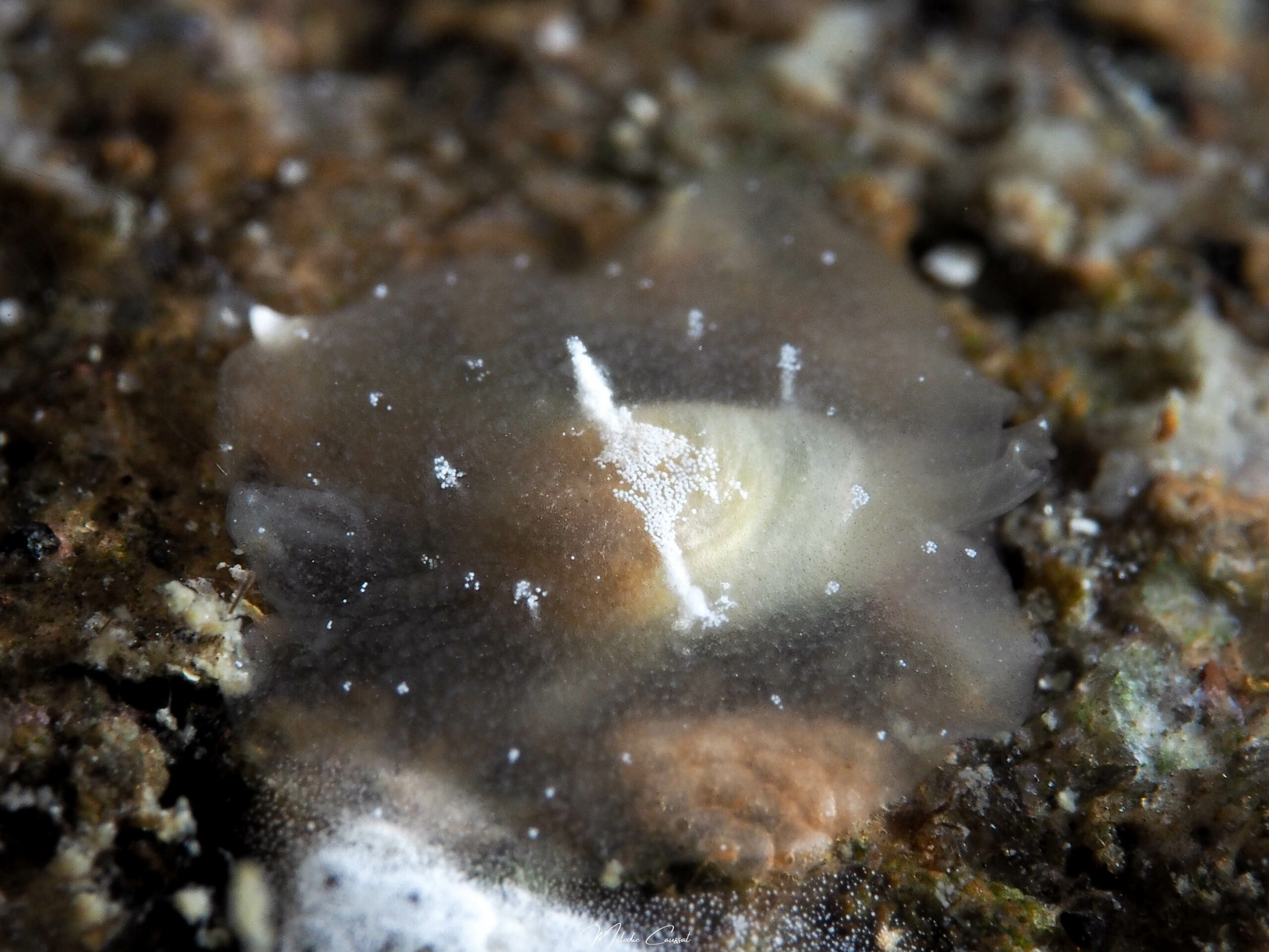 Pleurehdera vialactea