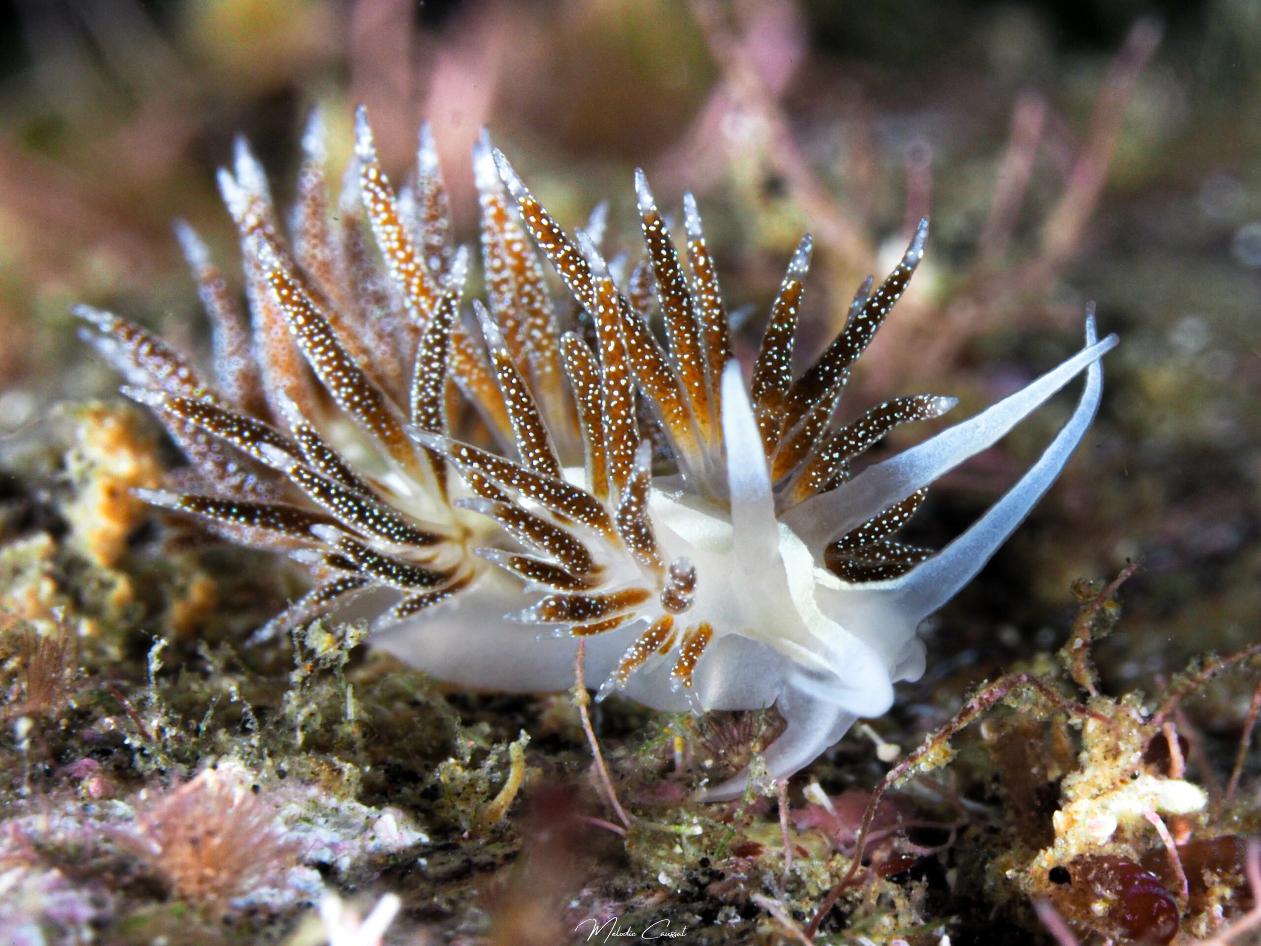 Coryphella verta